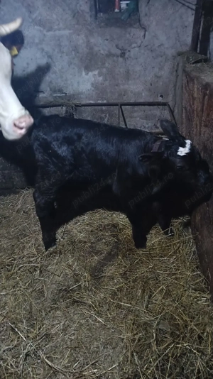 Vand vitel din monta artificiala varsta o saptamana