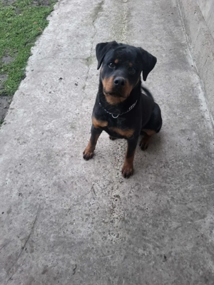 Mascul 11 luni Rottweiler