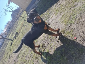 Mascul 11 luni Rottweiler - imagine 2