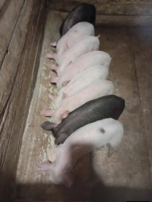 purcei de vânzare  - imagine 2