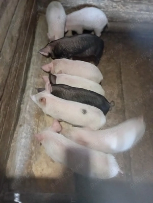 purcei de vânzare  - imagine 3