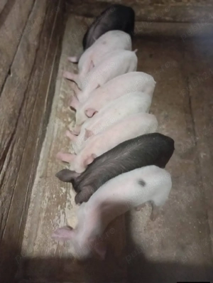 purcei de vânzare  - imagine 4