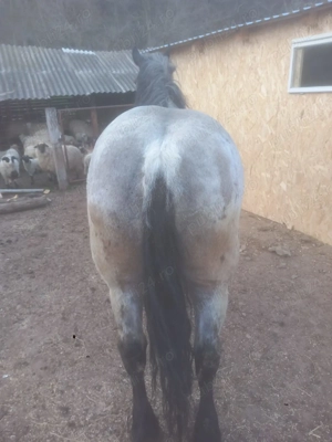 Vând iapa de 4 ani - imagine 3