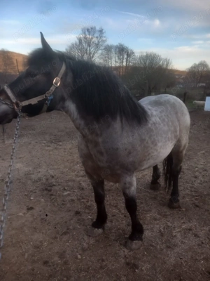 Vând iapa de 4 ani - imagine 2