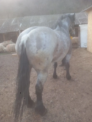 Vând iapa de 4 ani - imagine 4