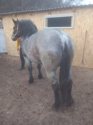 Vând iapa de 4 ani - imagine 5