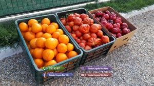 Rasaduri de rosii   tomate ardei vinete castraveti salata 2026 - imagine 5