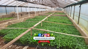 Rasaduri de rosii   tomate ardei vinete castraveti salata 2026