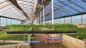 Rasaduri de rosii   tomate ardei vinete castraveti salata 2026 - imagine 2