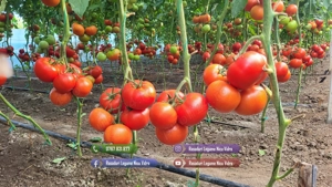 Rasaduri de rosii   tomate ardei vinete castraveti salata 2026 - imagine 4