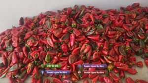 Rasaduri de rosii   tomate ardei vinete castraveti salata 2026 - imagine 8