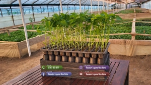 Rasaduri de rosii   tomate ardei vinete castraveti salata 2026 - imagine 7