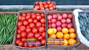 Rasaduri de rosii   tomate ardei vinete castraveti salata 2026 - imagine 6