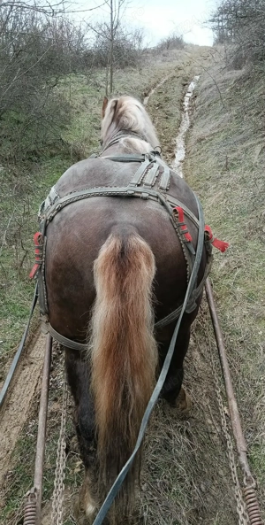 Armasar de vânzare  - imagine 5