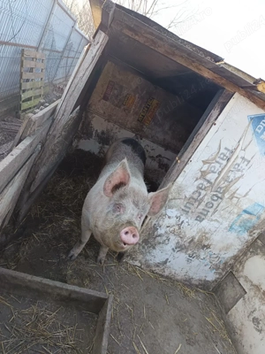 Porc 20 de lei kg in viu - imagine 5