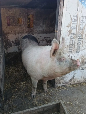 Porc 20 de lei kg in viu