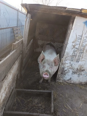 Porc 20 de lei kg in viu - imagine 4