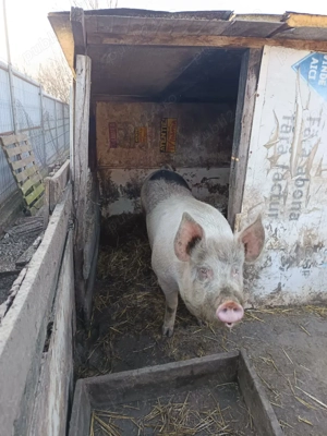 Porc 20 de lei kg in viu - imagine 3