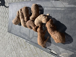 Puii pudel   caniche   rosu  roscat   poodle   maltipoo