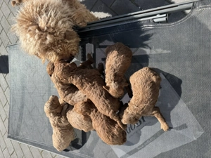 Puii  Pudel Roscat   poodle   caniche   maltipoo