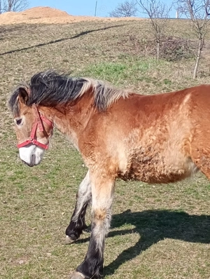 Vând mânz de 9 luni, preț 8000 lei negociabil - imagine 3