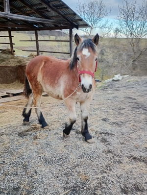 Vând mânz de 9 luni, preț 8000 lei negociabil - imagine 4