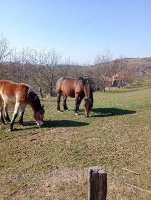 Vând mânz de 9 luni, preț 8000 lei negociabil - imagine 2