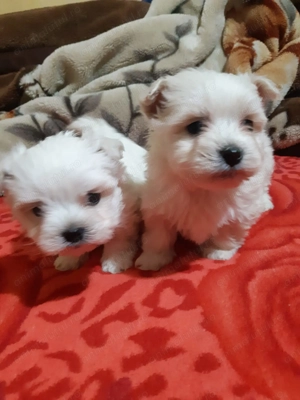 Vand bichon maltez  - imagine 3
