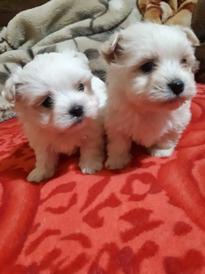 Vand bichon maltez  - imagine 2