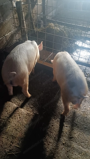 Masculi rasă pic vârstă de 4 luni - imagine 2