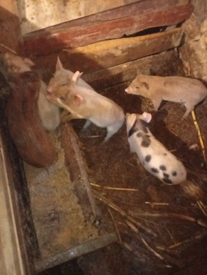 vând purcei de 7 săptămâni  - imagine 3