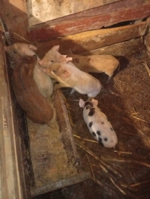 vând purcei de 7 săptămâni  - imagine 2