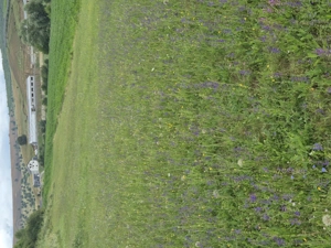 De vanzare teren extravilan în localitatea Jelna, la 6 km de Bistrita - imagine 2