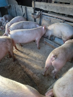 Vand grasuni 40-45kg - imagine 2