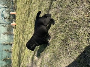 Labrador Retriver  - imagine 3