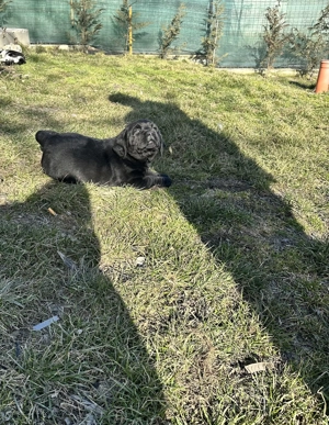 Labrador Retriver  - imagine 5