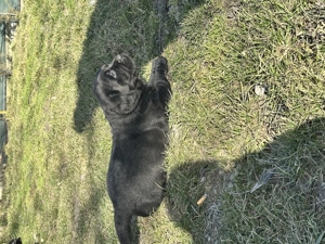 Labrador Retriver  - imagine 4