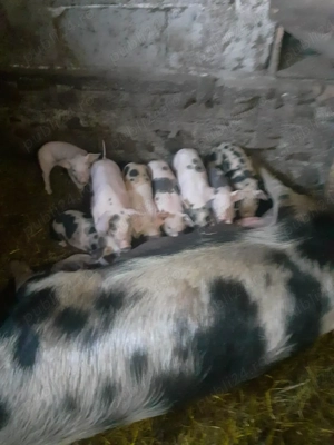 vand doua scroafe  - imagine 3