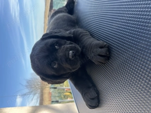 Labrador Retriver  - imagine 2