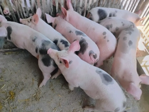 Vand Purcei Marel Alb  si Pietrian cu Landrace si Duroc - imagine 2