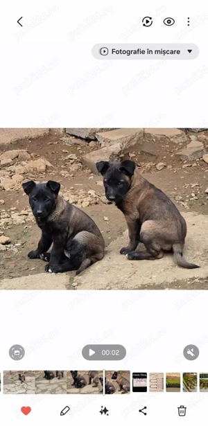 ciobananesc belgian malinois - imagine 4