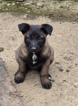 ciobananesc belgian malinois - imagine 5