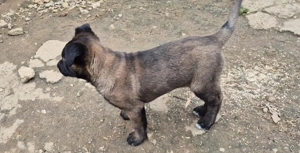 ciobananesc belgian malinois - imagine 2