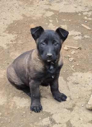 ciobananesc belgian malinois - imagine 3