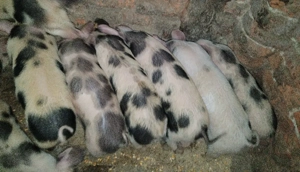 Vând purcei  mai multe detalii la telefon 