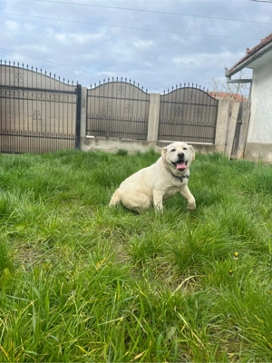 Donez Labrador  - imagine 2