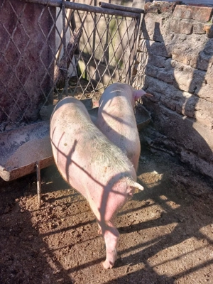 purcele de vanzare  - imagine 3