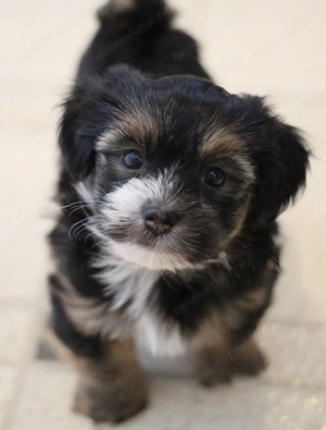 Bichon Havanez 400 lei