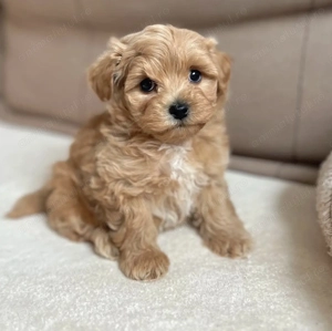 Maltipoo fetiță și băiețel 1300 lei