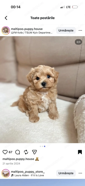 Maltipoo fetiță și băiețel 1300 lei - imagine 5